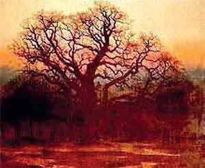 'Major Oak' by Andrew MacCallum. 